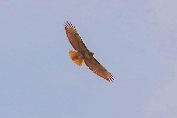 Hawk